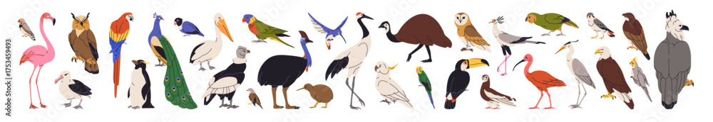 Obraz premium Set of different species of birds. Cute parrots, hummingbirds, penguins, toucans, eagles and owls. Various feathered animals. Wild fauna. Flat isolated vector illustrations on white background.