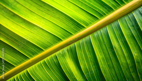 Bright Close-up of Fresh and Vibrant Green Palm Leaf Texture