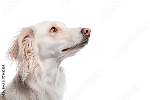 Profile view of a beautiful white dog with soft fur, looking curiously to the side on an isolated background.