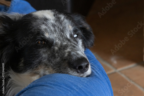 Gesicht portrait eines merle Border Collie mit Flecken odd-eyed, mit zwei verschieden farbigen Augen in blau und braun liegt auf einem blauen Kissen auf terracotta Fliesen 