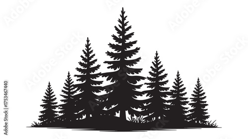 Silhouette of a dense forest of evergreen trees