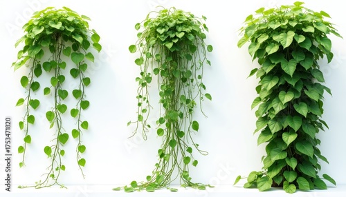 Three vibrant green climbing plants with heart shaped leaves isolated on white background. Different vines hang down, trail long creating flowing shapes. One plant forms dense green pillar for