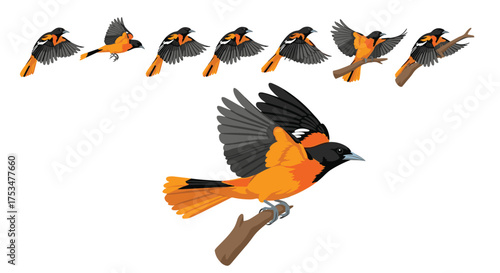 A sequence of pixel art illustrations depicts an oriole bird in various stages of flight and perching on a branch.