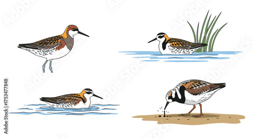 Four illustrations of small wading birds foraging in shallow water and on sandy shores.