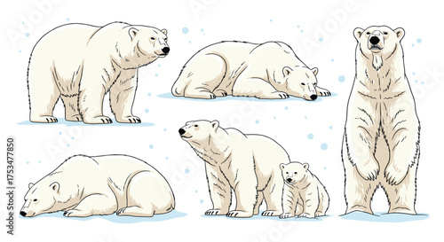 A collection of illustrations featuring polar bears in various arctic poses and winter scenes.