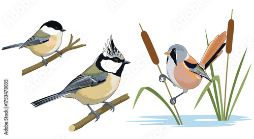 Three small birds perched on branches and reeds near water.