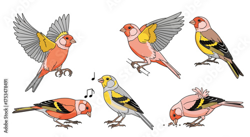 A collection of colorful small birds in various poses and actions.