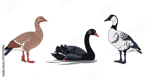 Illustrations of a brown goose a black swan and a grey goose.