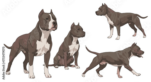 A collection of pit bull dogs in various poses and angles.