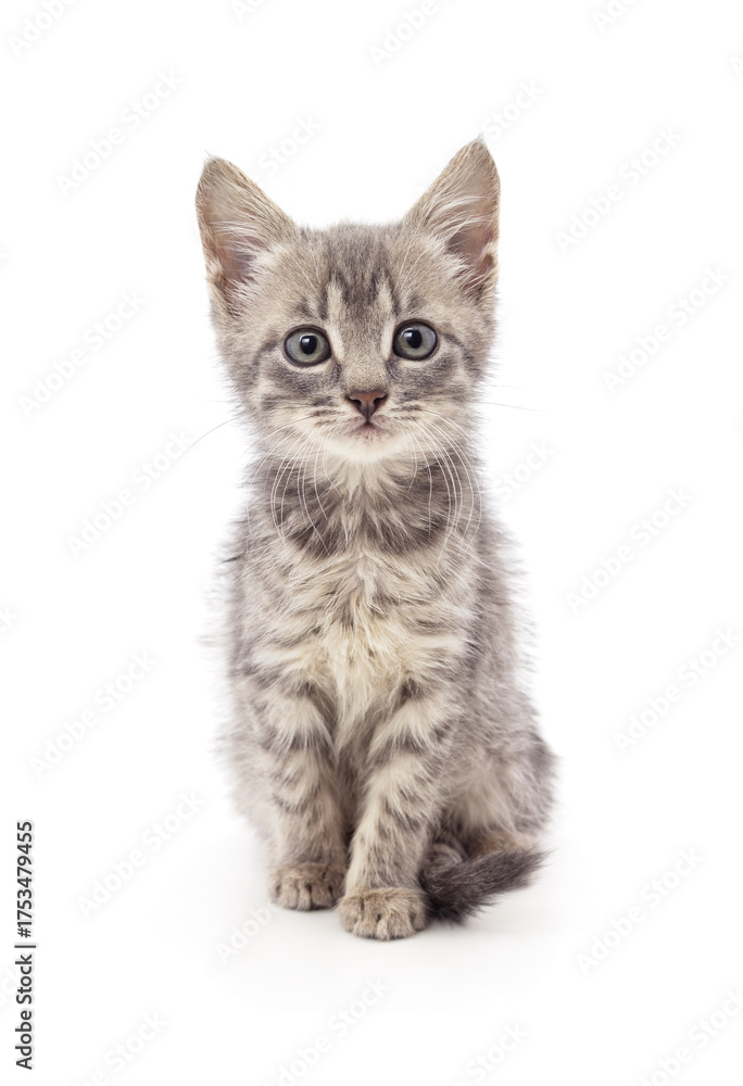 Fototapeta premium Little gray kitten looking at the camera.