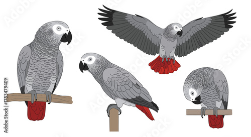 A collection of illustrated African grey parrots in various poses showcasing their distinct features and plumage.