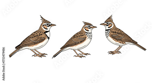 Three horned larks standing on a white background with detailed plumage and crests.