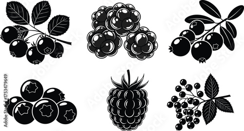 Berry illustration, botanical sketch, black and white berries, vintage fruit drawing, hand drawn berry art, detailed berry leaves, nature engraving