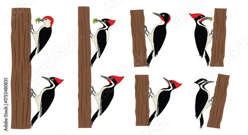 A compilation of woodpeckers pecking at tree trunks for food and nesting purposes.