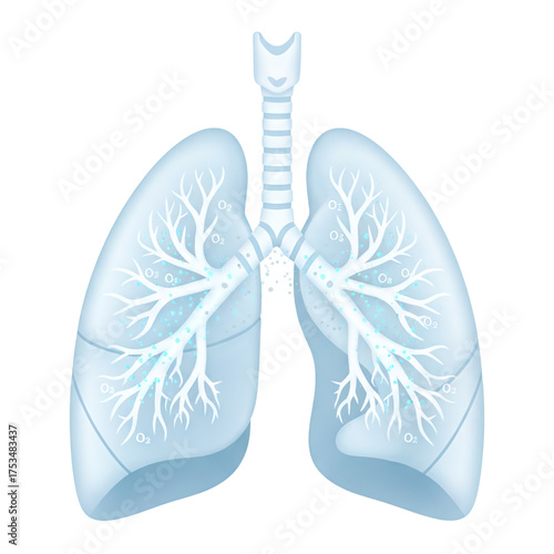 Transparent anatomical diagram of human lungs and oxygen
