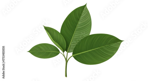 Isolated plant with four green leaves, tree branch, tropical foliage, botanical nature