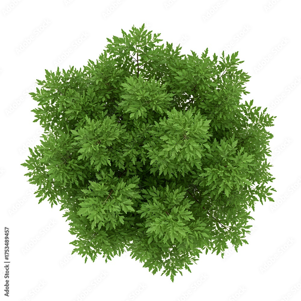 Fototapeta premium green grass isolated