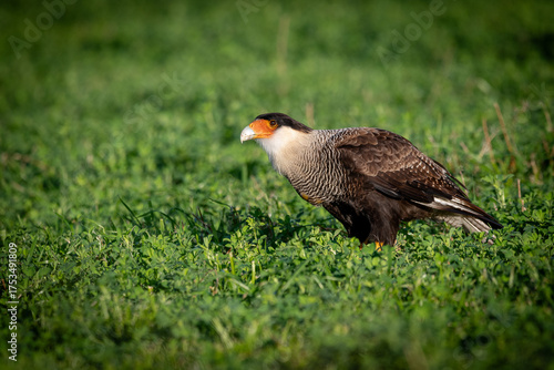 bird on the grass