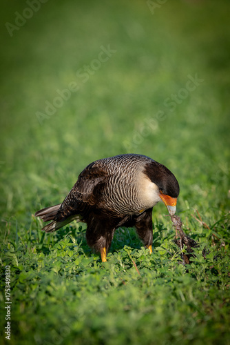 bird on the grass