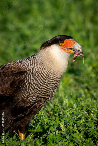 wild in the grass