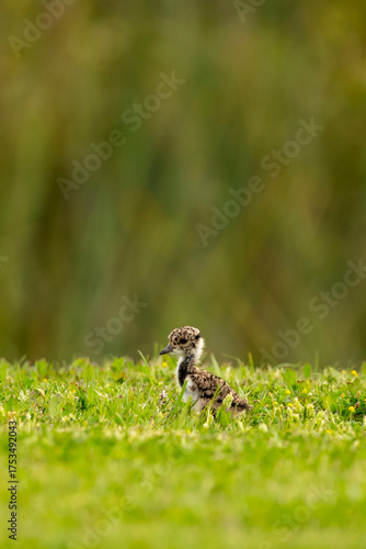 a small bird