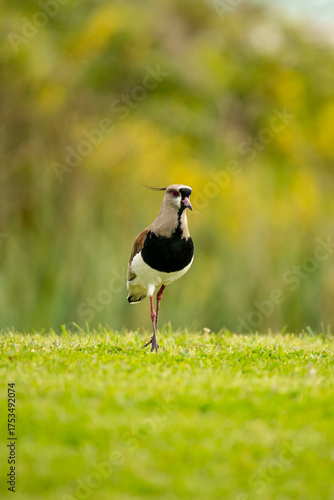 grey heron on the grass