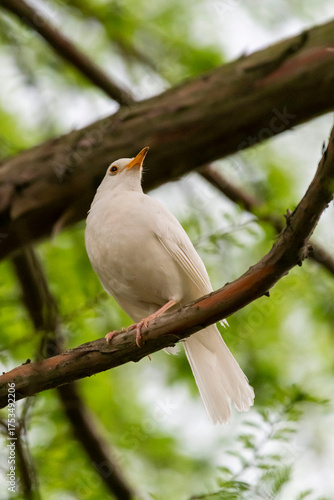 bird on a tree