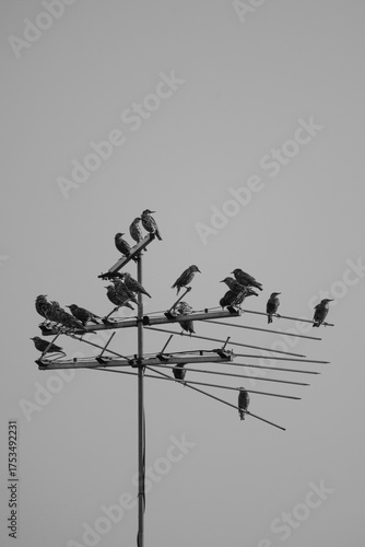birds on a wire