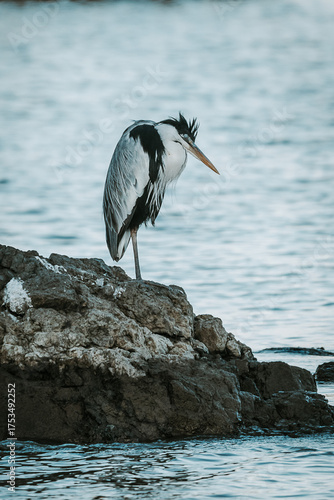 great blue heron
