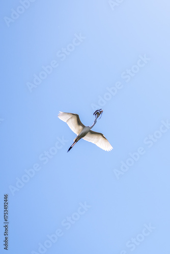 white stork in flight