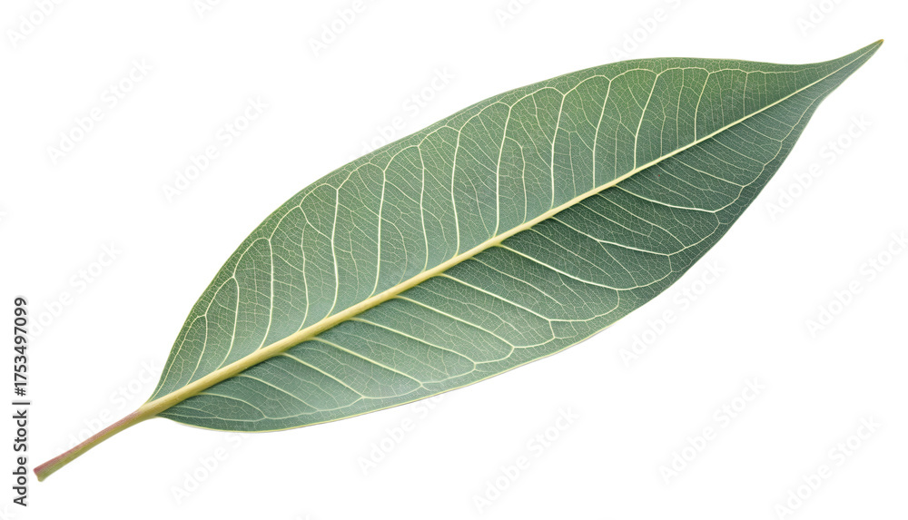 Obraz premium Single long eucalyptus leaf with matte green surface and visible veins, isolated transparent background, soft natural daylight.