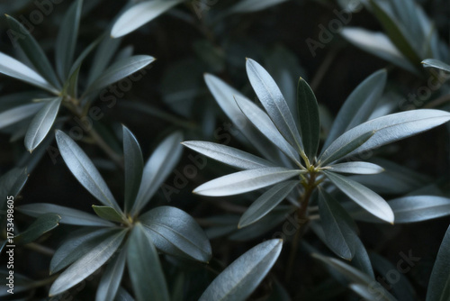 Silvery Olive Leaves Close-up. Moody and Elegant Dark Botanical Background. Subtle Texture of Olea Europaea Foliage.