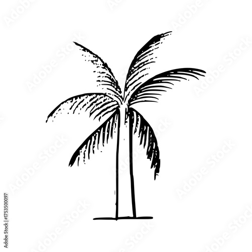 palm tree silhouette