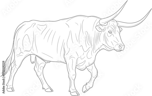 Line Drawing of a Texas Longhorn Bull on a White Background
