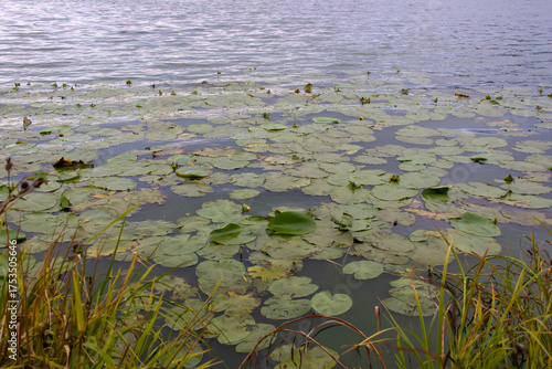 Water lily leaves on the surface of the water. Horizontal shot.
