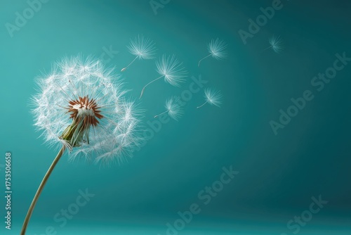 Close-up view of a fluffy dandelion seed head with seeds blowing away against a teal backdrop