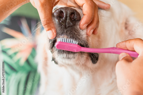 Brushing a dog's teeth for dental hygiene care