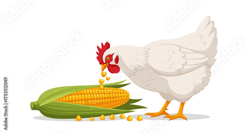 A white hen pecks at loose kernels from an ear of corn.