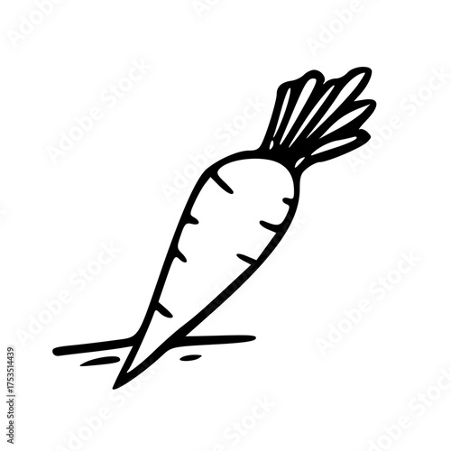 hand drawn carrot