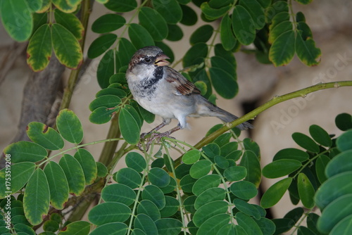 the male Egyptian house sparrow (Passer domesticus niloticus)