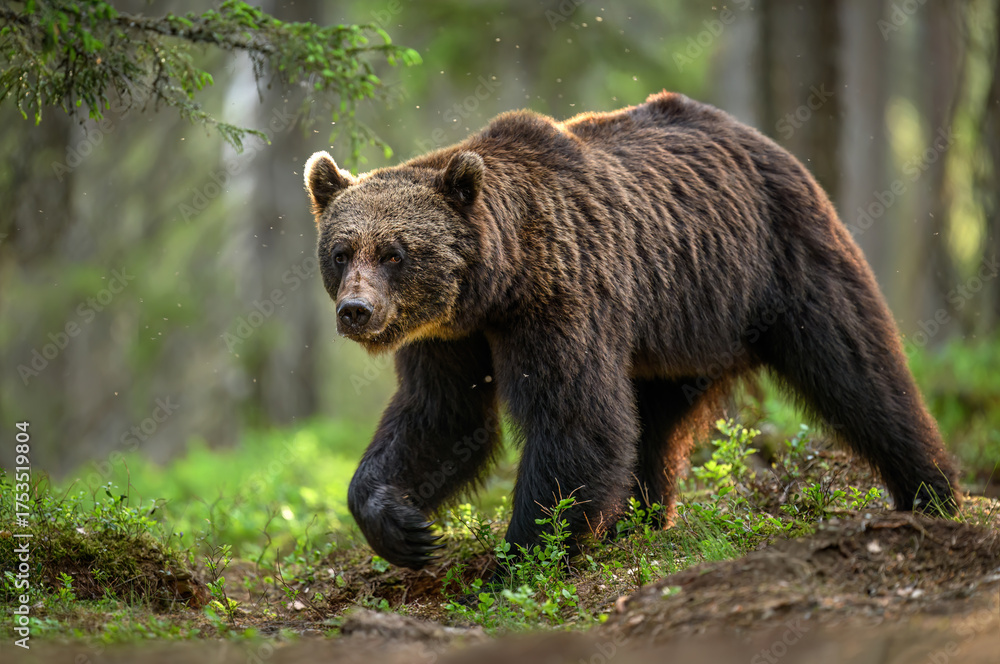 Fototapeta premium Wild brown bear ( Ursus arctos )