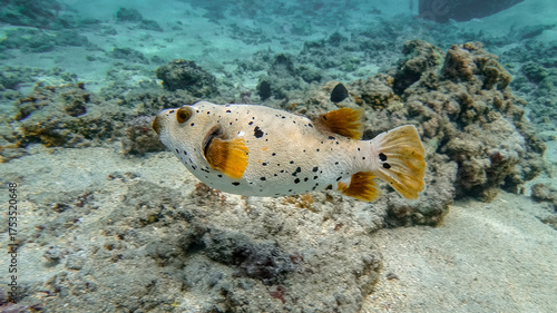 Fototapeta Naklejka Na Ścianę i Meble -  Spotted pufferfish swimming over coral reef bottom