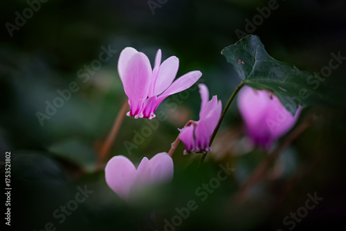 Bouquet of cyclamen in an undergrowth