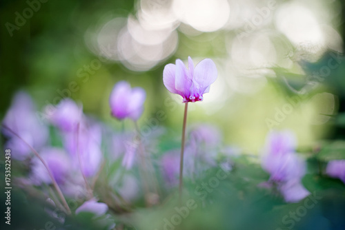 Cyclamen in the light of the undergrowthCyclamen in the light of the undergrowth