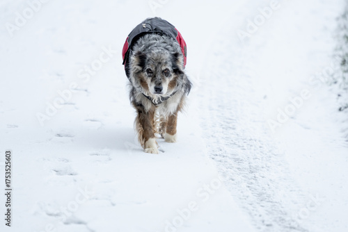 ein alter betagter grey merle Australian Shepherd Hund bei Spaziergang im Schnee mit Mantel in grau rot
