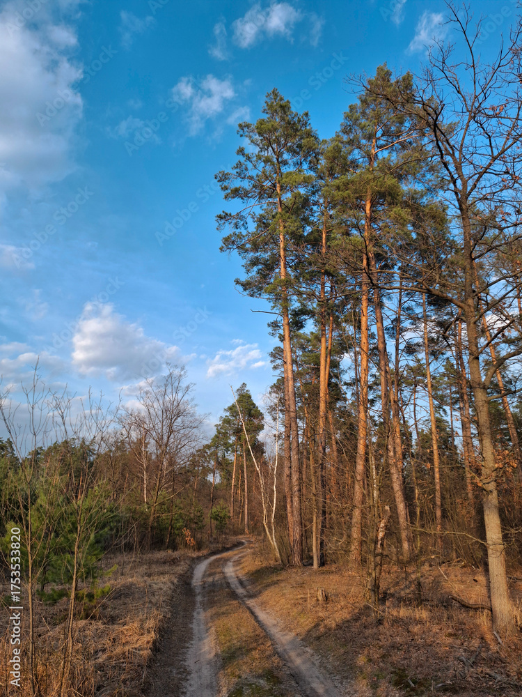 Obraz premium Coniferous trees in the beautiful forest. Pathway in the beautiful spring wood