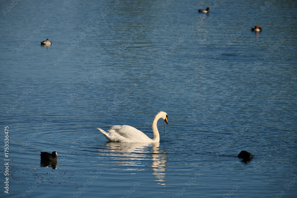 Fototapeta premium White swan swimming on blue lake water with other birds