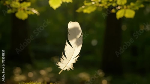 A soft white feather drifts slowly downwards through dappled sunlight in a quiet countryside forest symbolic, nature, light