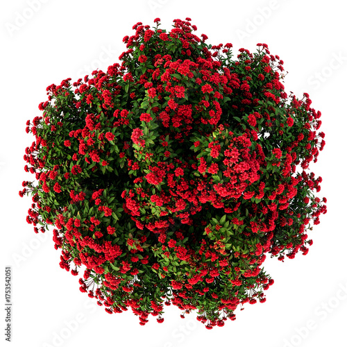 Overhead view of a dense bush, bursting with vibrant red flowers and lush green foliage