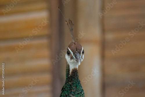 pheasant on a fence